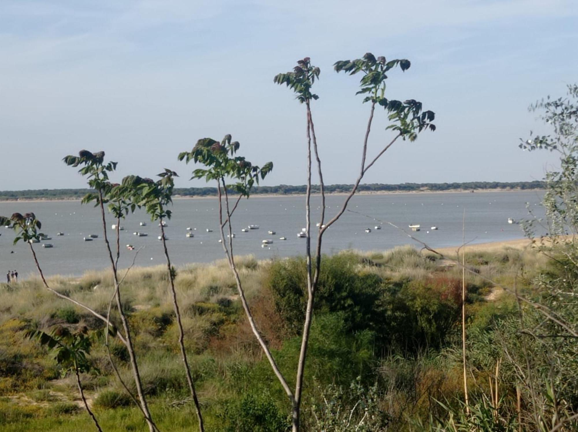 Apartamento Crucero 2, La Jara Sanlúcar de Barrameda Exteriér fotografie